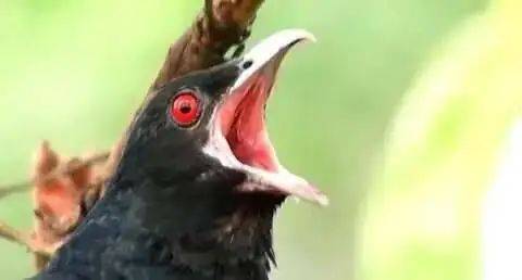 “周末想睡个懒觉都不行”<strong></p>
<p>TG虚拟币</strong>，有多少深圳人被这种鸟吵到神经衰弱