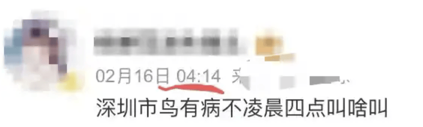 “周末想睡个懒觉都不行”<strong></p>
<p>TG虚拟币</strong>，有多少深圳人被这种鸟吵到神经衰弱