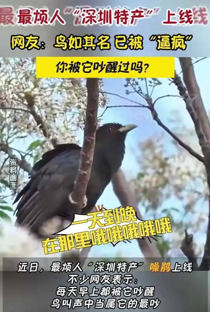 “周末想睡个懒觉都不行”<strong></p>
<p>TG虚拟币</strong>，有多少深圳人被这种鸟吵到神经衰弱