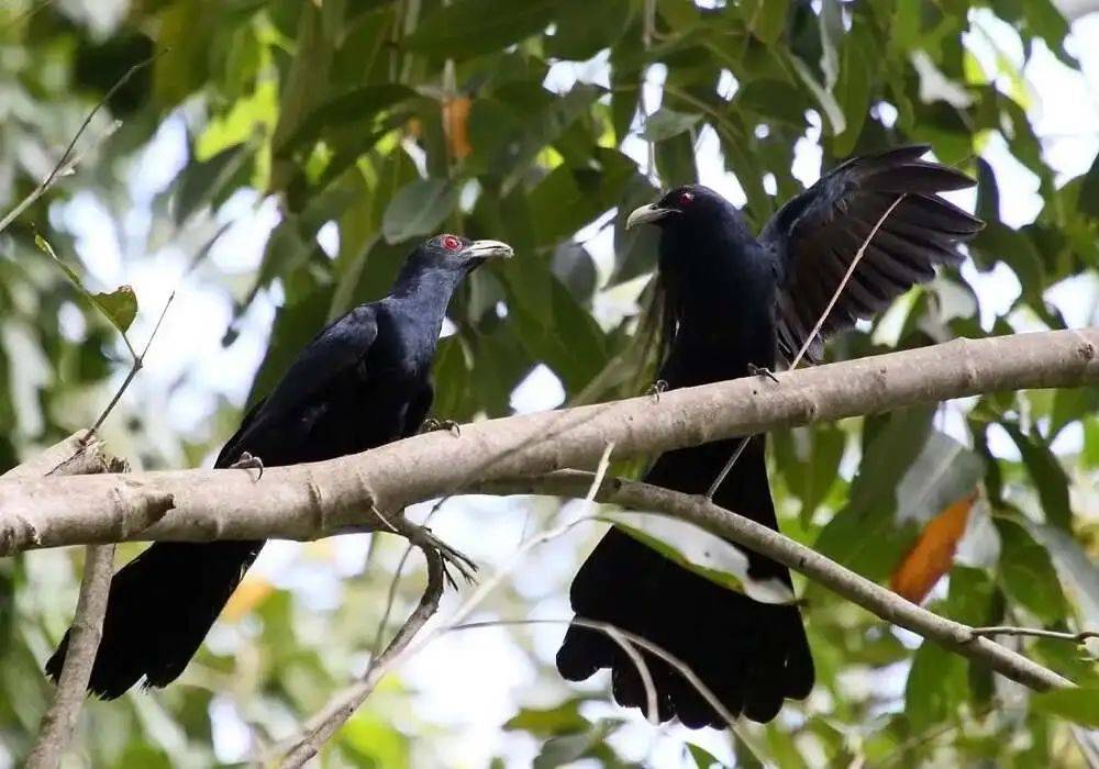 “周末想睡个懒觉都不行”<strong></p>
<p>TG虚拟币</strong>，有多少深圳人被这种鸟吵到神经衰弱