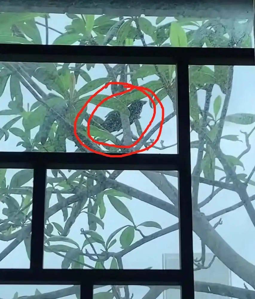 “周末想睡个懒觉都不行”<strong></p>
<p>TG虚拟币</strong>，有多少深圳人被这种鸟吵到神经衰弱