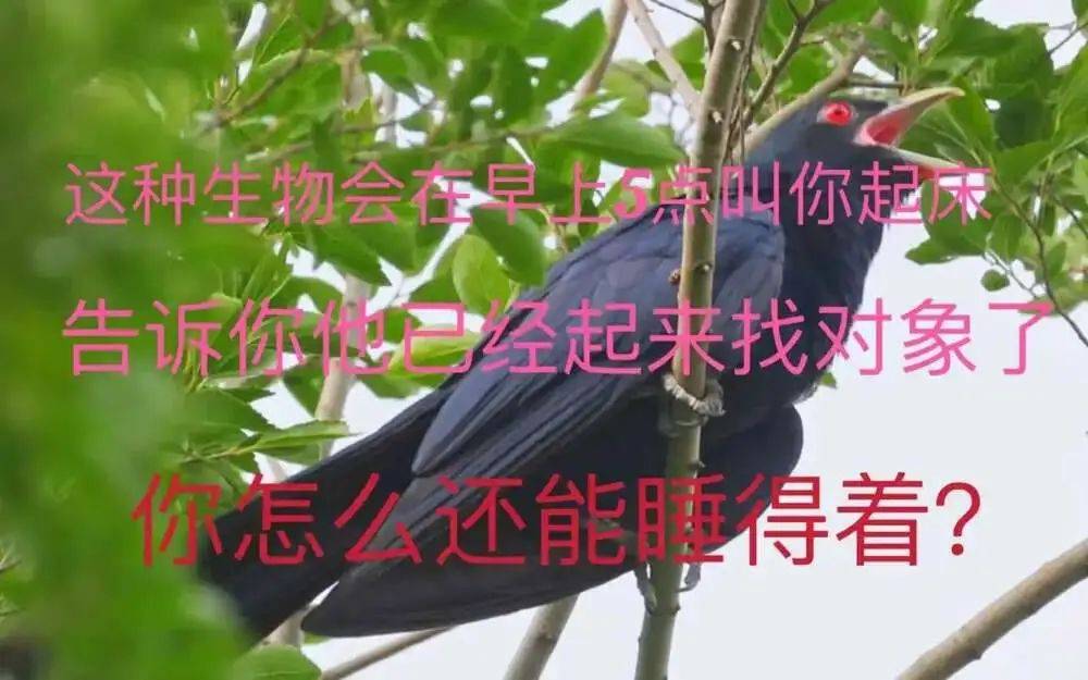 “周末想睡个懒觉都不行”<strong></p>
<p>TG虚拟币</strong>，有多少深圳人被这种鸟吵到神经衰弱