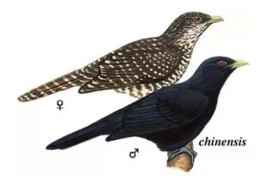 “周末想睡个懒觉都不行”<strong></p>
<p>TG虚拟币</strong>，有多少深圳人被这种鸟吵到神经衰弱