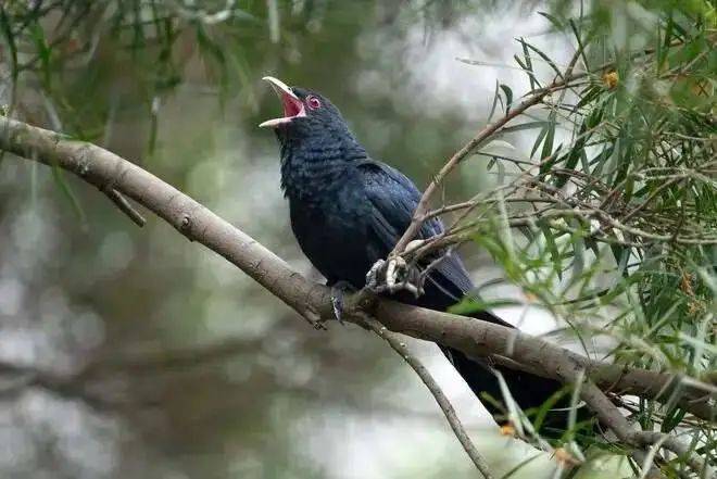 “周末想睡个懒觉都不行”<strong></p>
<p>TG虚拟币</strong>，有多少深圳人被这种鸟吵到神经衰弱