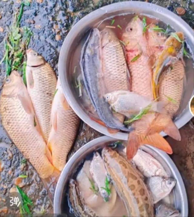 鄱阳湖退水大量鱼搁浅，附近村民提盆捡鱼，渔政：不建议捡，禁止买卖