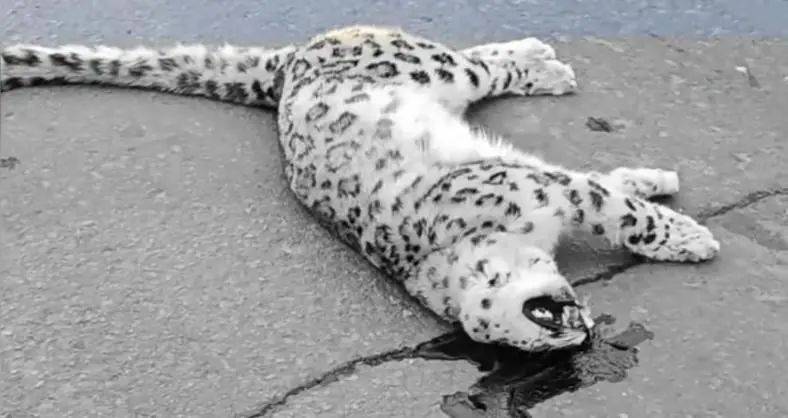 国道上发现雪豹尸体<strong></p>
<p>鹤壁虚拟币</strong>,疑似一级保护动物遭车辆撞击