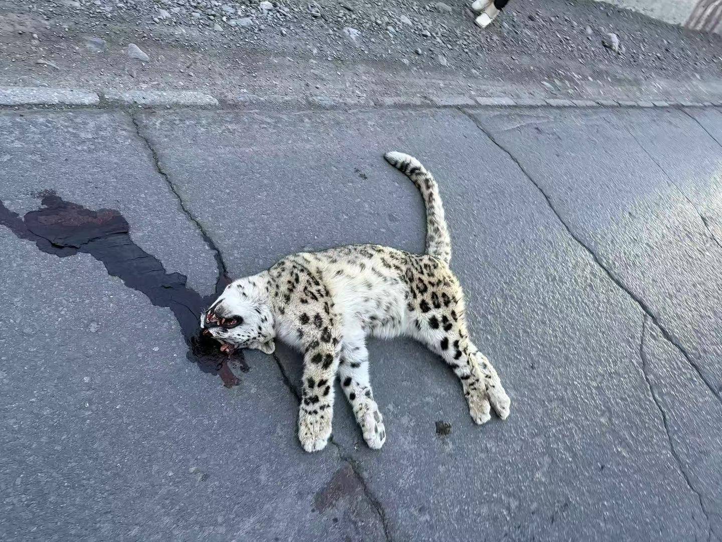 雪豹在路面死亡疑遭车辆撞击<strong></p>
<p>鹤壁虚拟币</strong>,警方介入 律师:故意撞击或涉刑责,如系意外应担赔偿责任