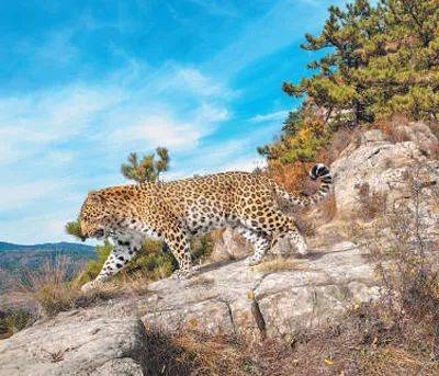 销声匿迹已有30年<strong></p>
<p>虚拟币贝壳</strong>，华北豹正逐渐接近北京——