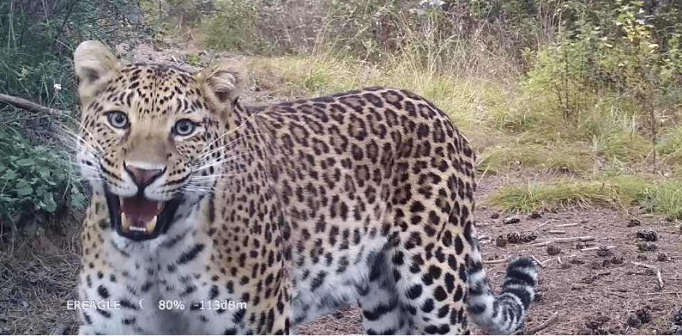 销声匿迹已有30年<strong></p>
<p>虚拟币贝壳</strong>，华北豹正逐渐接近北京——