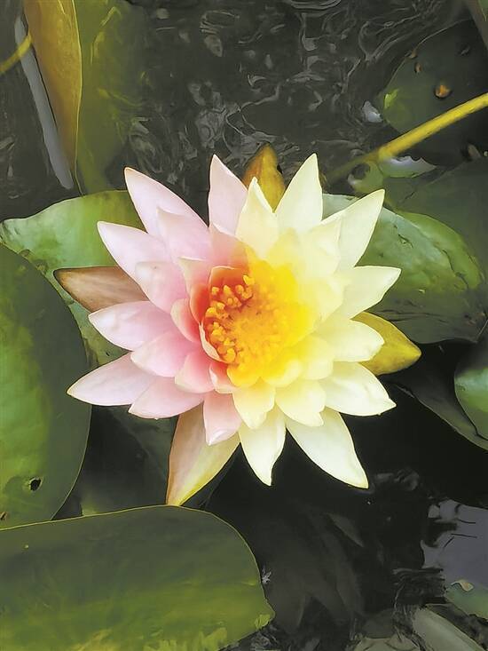 云溪植物园惊现双色睡莲