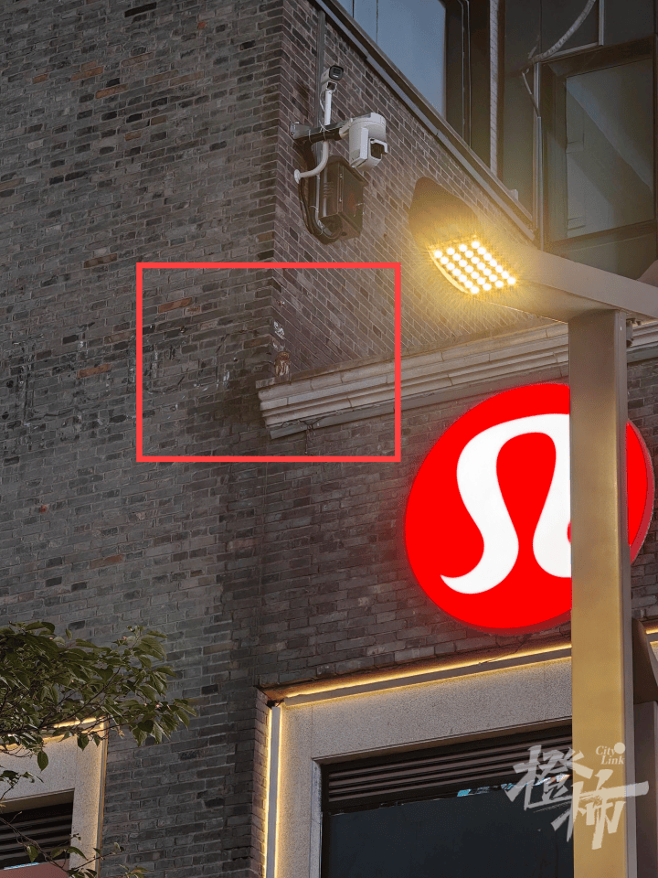 西湖边惊现“暗夜猎手”？网友拍下这一幕，专家一眼认出