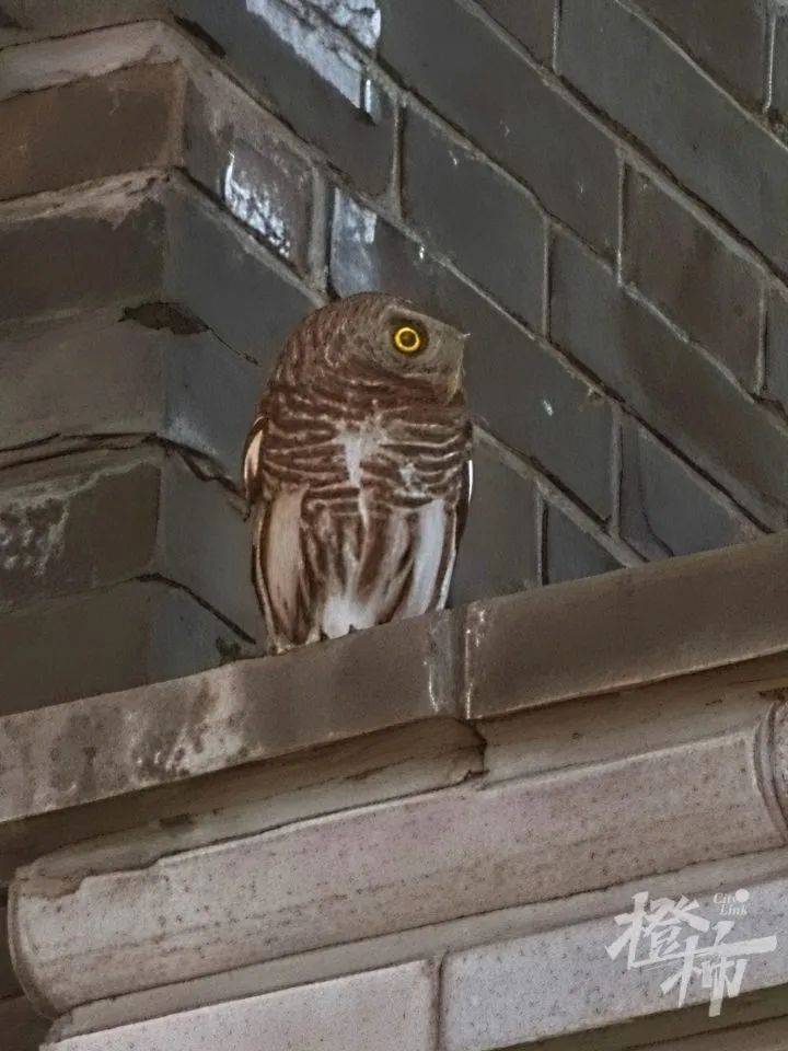 西湖边惊现“暗夜猎手”?网友拍下这一幕<strong></p>
<p>火链虚拟币</strong>,专家一眼认出