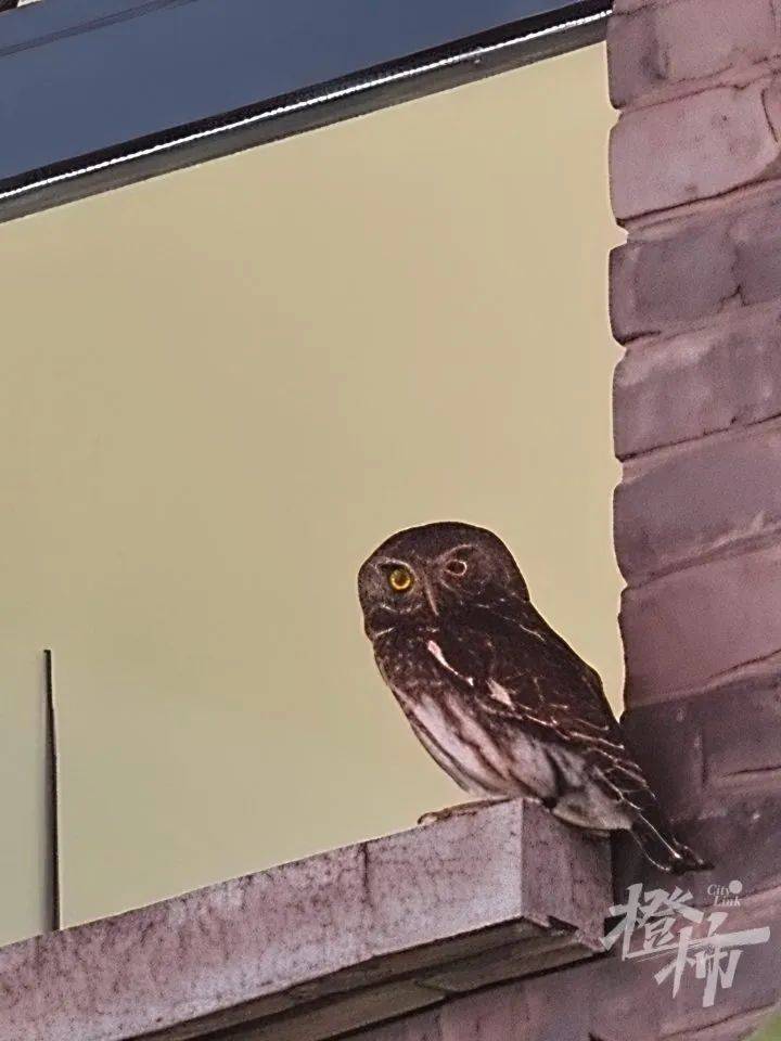 西湖边惊现“暗夜猎手”?网友拍下这一幕<strong></p>
<p>火链虚拟币</strong>,专家一眼认出