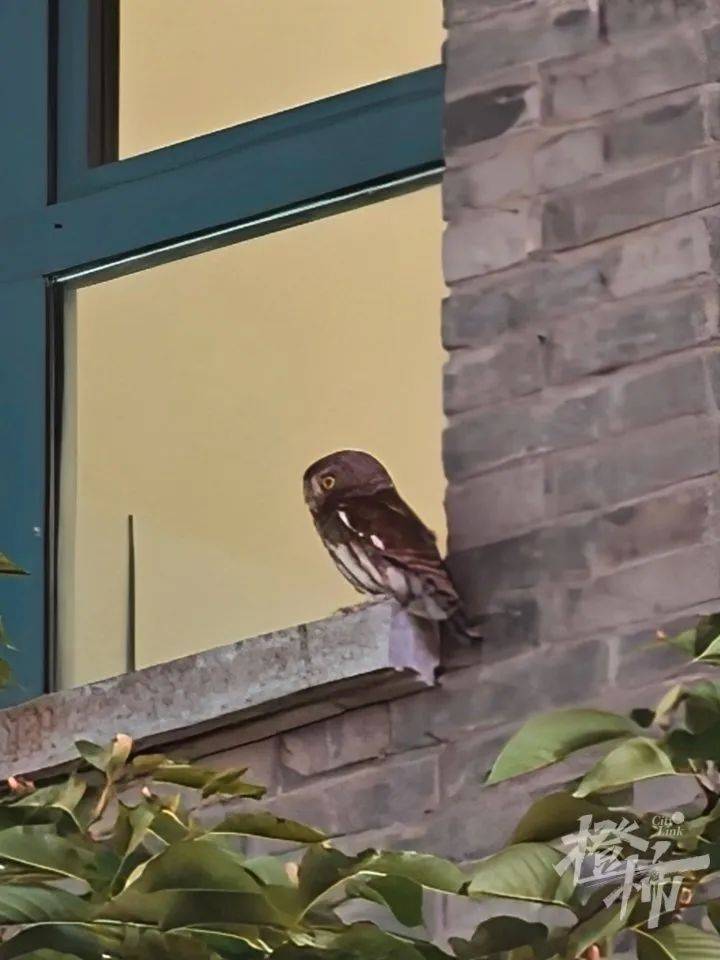 西湖边惊现“暗夜猎手”?网友拍下这一幕<strong></p>
<p>火链虚拟币</strong>,专家一眼认出