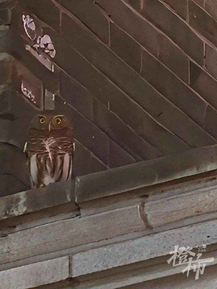 西湖边惊现“暗夜猎手”?网友拍下这一幕<strong></p>
<p>火链虚拟币</strong>,专家一眼认出