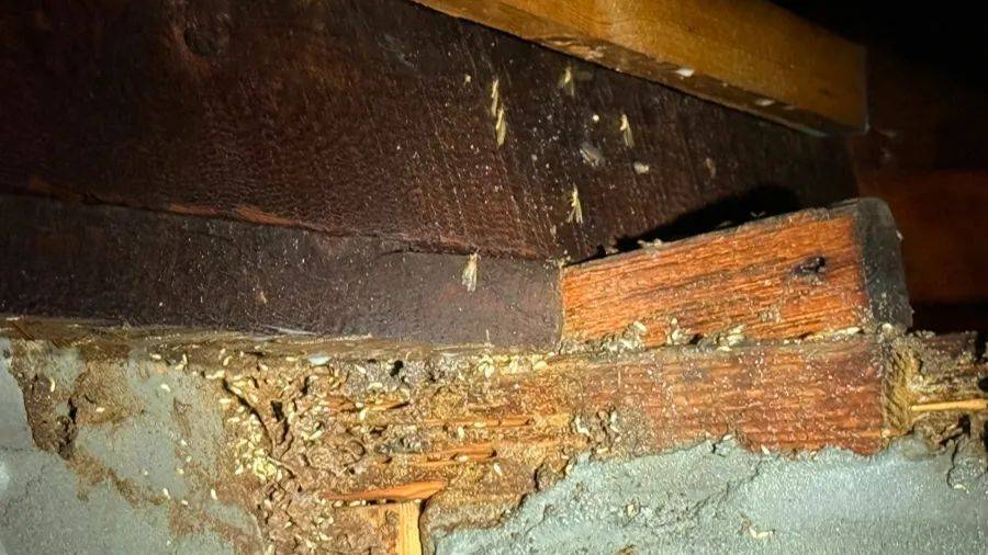 紧急提醒：瞬间爆发！上海市民崩溃：密密麻麻<strong></p>
<p>虚拟币版通</strong>，蠕蠕爬行...“梧桐区”已开始战斗，白蚁或提前分飞