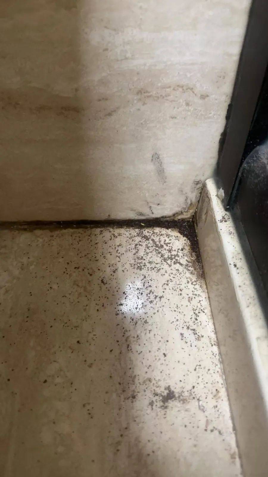 紧急提醒：瞬间爆发！上海市民崩溃：密密麻麻<strong></p>
<p>虚拟币版通</strong>，蠕蠕爬行...“梧桐区”已开始战斗，白蚁或提前分飞