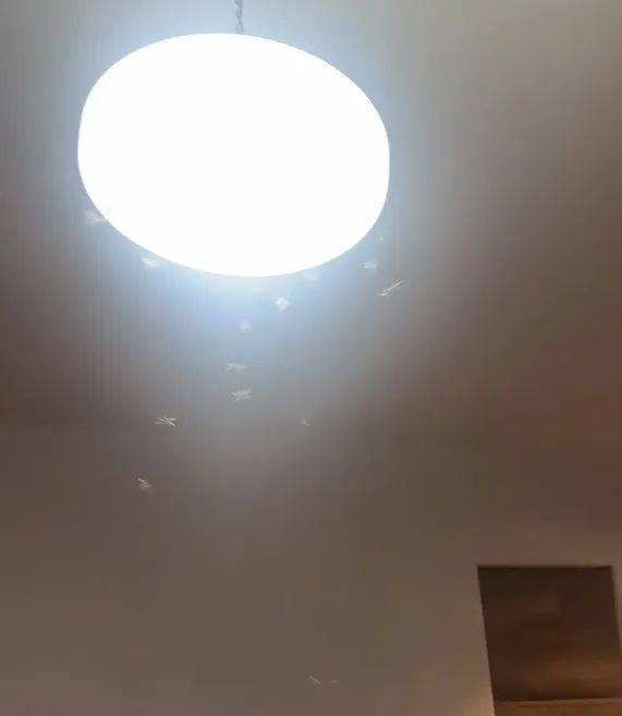 紧急提醒：瞬间爆发！上海市民崩溃：密密麻麻<strong></p>
<p>虚拟币版通</strong>，蠕蠕爬行...“梧桐区”已开始战斗，白蚁或提前分飞