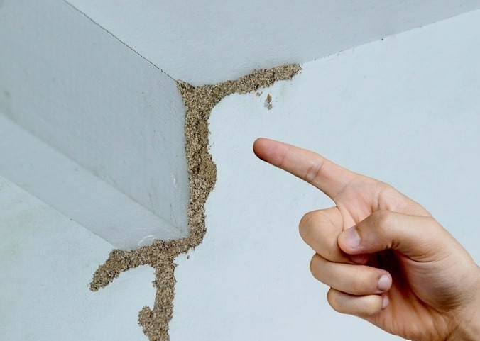 紧急提醒：瞬间爆发！上海市民崩溃：密密麻麻<strong></p>
<p>虚拟币版通</strong>，蠕蠕爬行...“梧桐区”已开始战斗，白蚁或提前分飞