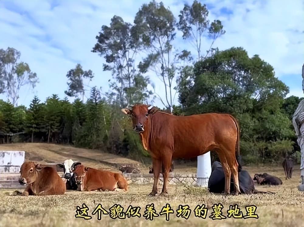 全国重点文保单位施琅墓被曝成“放牛场”<strong></p>
<p>虚拟币网文</strong>?福建惠安官方回应