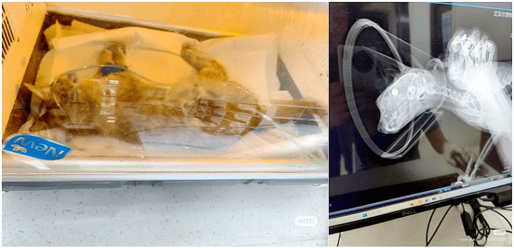 南京大学校庆日“校猫”被钢珠打碎头骨？校保卫处：看了一夜监控<strong></p>
<p>油塔虚拟币</strong>，暂未锁定嫌疑人