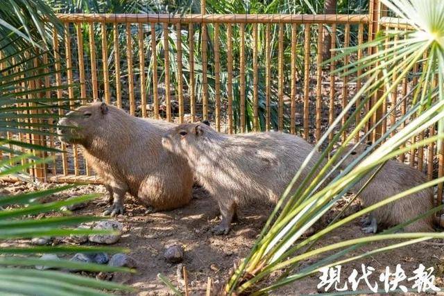 越狱50多天<strong></p>
<p>wt虚拟币</strong>，江苏出逃的卡皮巴拉现身！园区：藏身地暂时保密