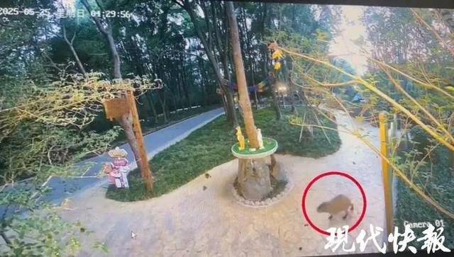 越狱50多天<strong></p>
<p>wt虚拟币</strong>，江苏出逃的卡皮巴拉现身！园区：藏身地暂时保密