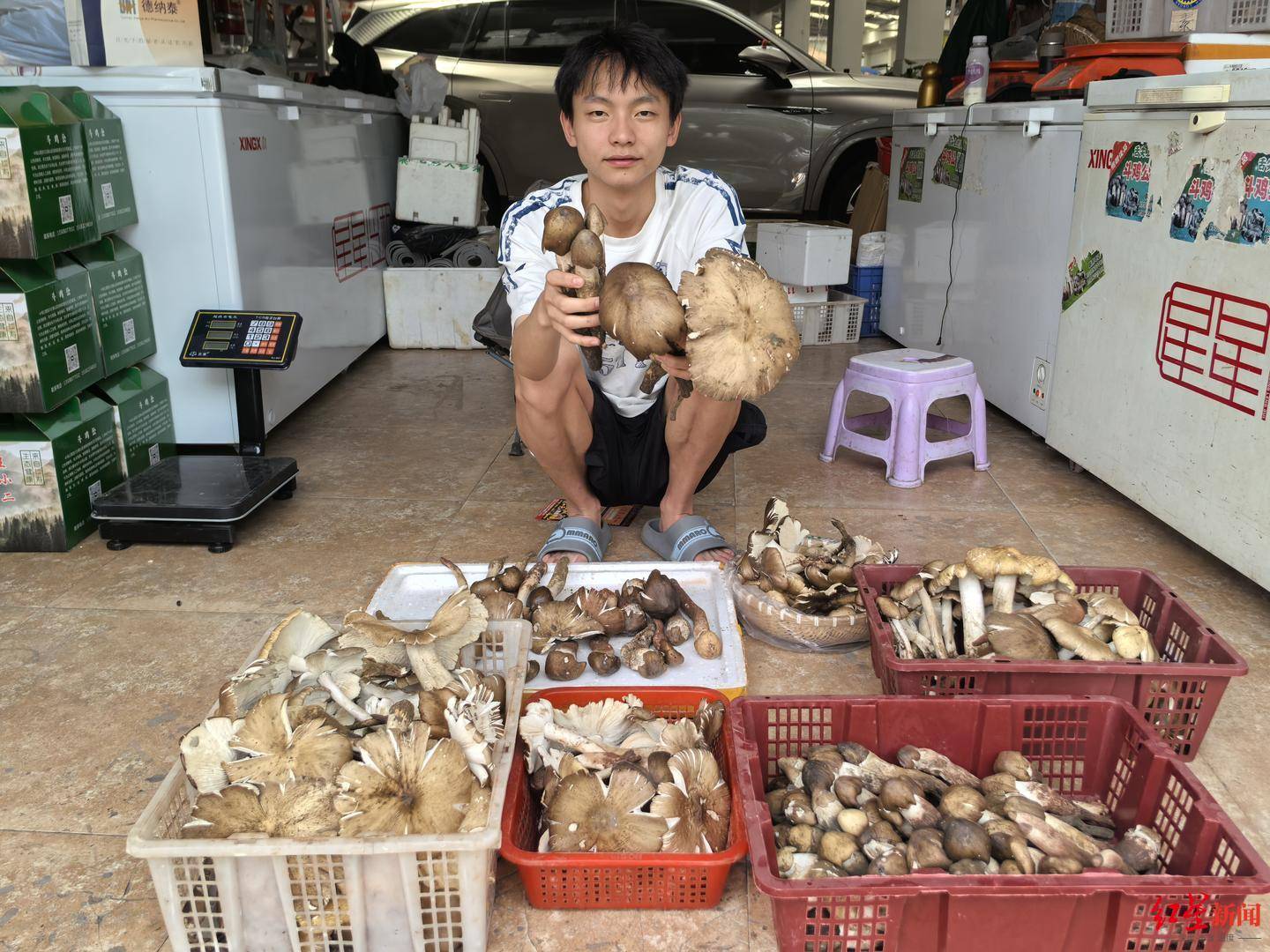 “天价”鸡枞调查：最贵卖到1800元/公斤！雨水少致产量低<strong></p>
<p>虚拟币账款</strong>，多地价高客少