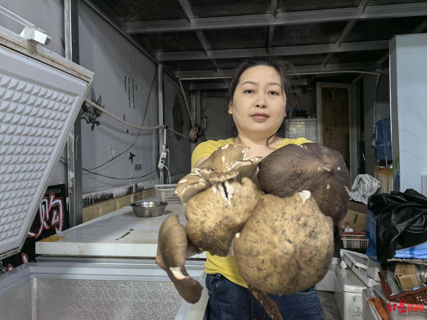 “天价”鸡枞调查：最贵卖到1800元/公斤！雨水少致产量低<strong></p>
<p>虚拟币账款</strong>，多地价高客少