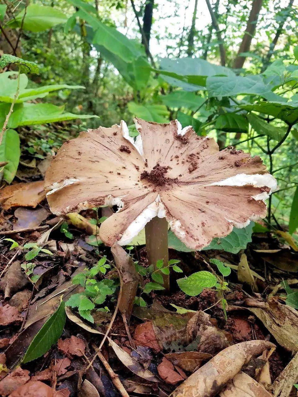 “天价”鸡枞调查：最贵卖到1800元/公斤！雨水少致产量低<strong></p>
<p>虚拟币账款</strong>，多地价高客少