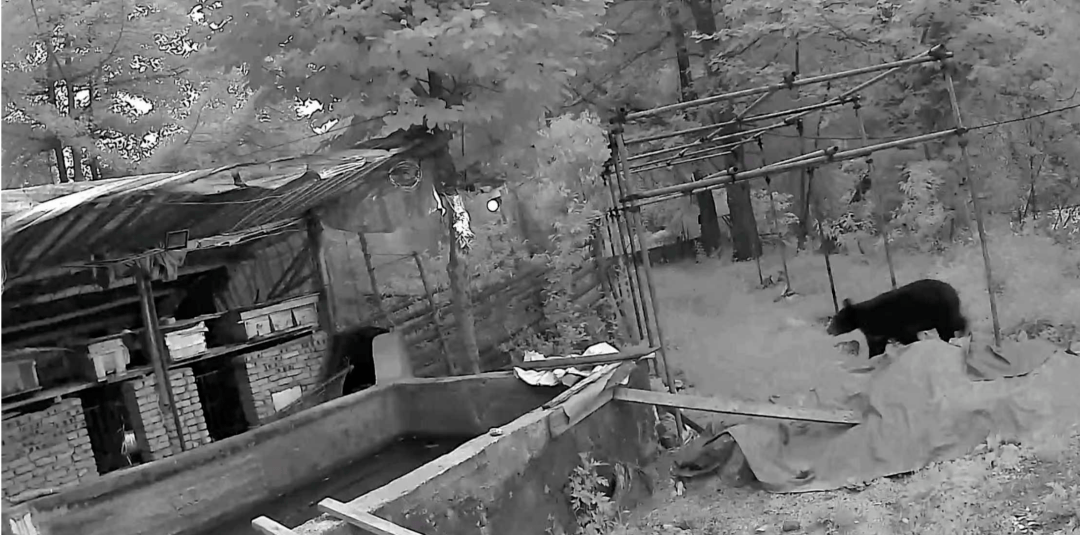 熟练得让人惊讶!四川一黑熊连续3年进村偷蜂蜜<strong></p>
<p>虚拟币账款</strong>,藏哪都找得到