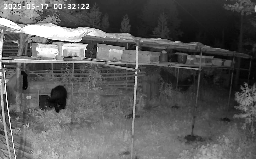 熟练得让人惊讶!四川一黑熊连续3年进村偷蜂蜜<strong></p>
<p>虚拟币账款</strong>,藏哪都找得到