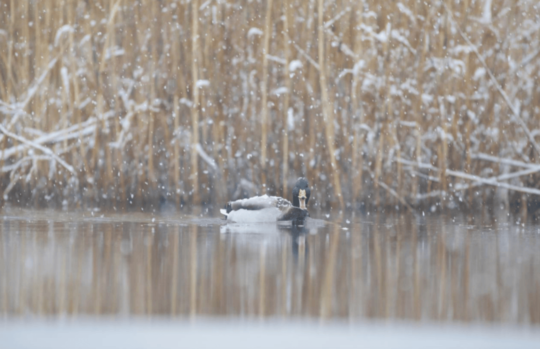 张瑜：我们所居住的北京<strong></p>
<p>拉升虚拟币</strong>，是亲近自然的最佳场所