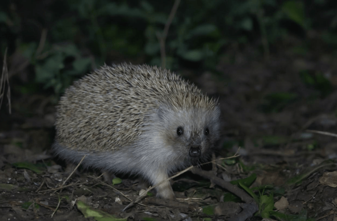张瑜：我们所居住的北京<strong></p>
<p>拉升虚拟币</strong>，是亲近自然的最佳场所