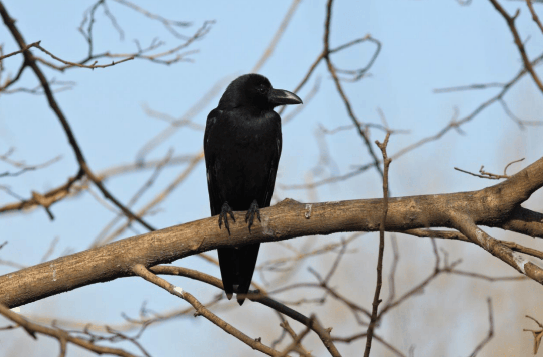 张瑜：我们所居住的北京<strong></p>
<p>拉升虚拟币</strong>，是亲近自然的最佳场所
