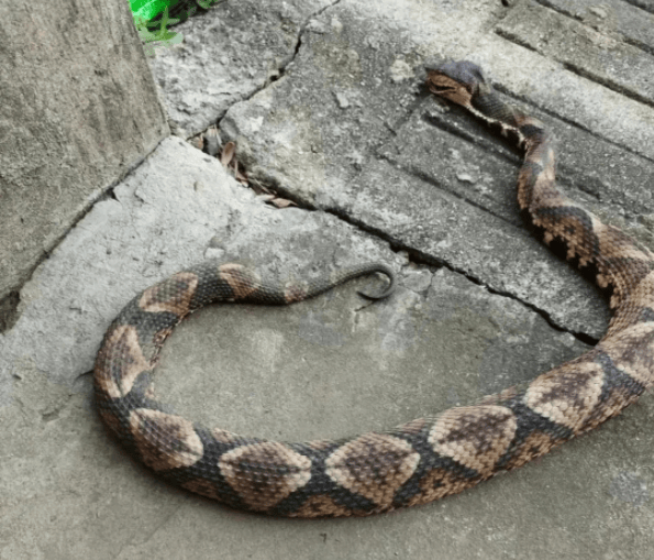 浙江温州有人在山上放生五步蛇<strong></p>
<p>虚拟币FN</strong>,此前已有村民被咬!当地村干部回应