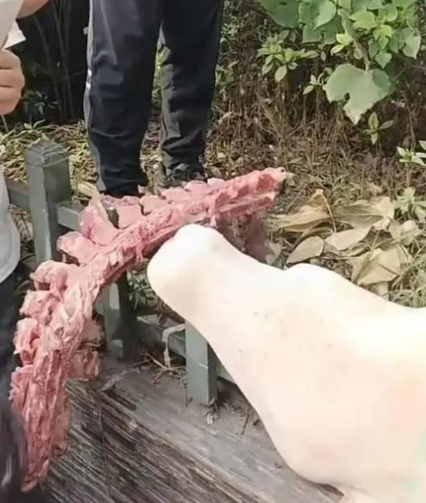 四川自贡一小学被曝使用发臭猪肉<strong></p>
<p>虚拟币杀猪</strong>,官方通报:已封存,正在检测