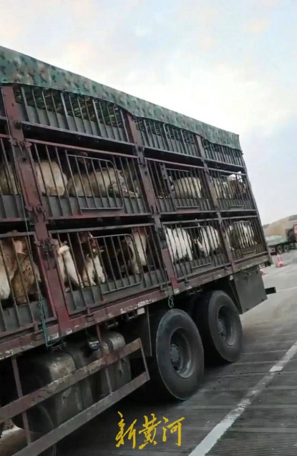 江苏养殖户称543只羊运到贵州遭羊贩盗卖<strong></p>
<p>mk虚拟币</strong>，当地警方立案又撤案，镇政府：双方合作养羊，账目存在分歧引发纠纷