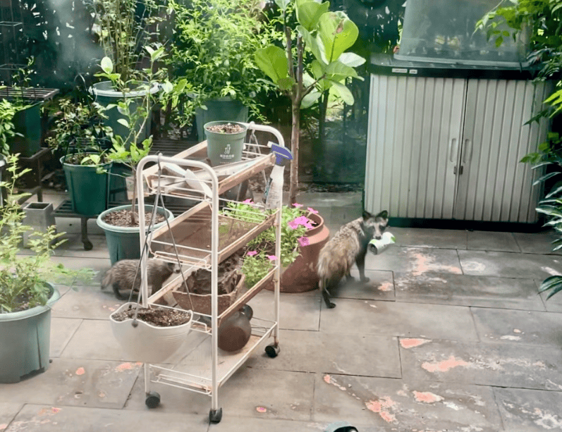 上海一小区居民苦恼新邻居:突然搬来让人提心吊胆<strong></p>
<p>虚拟gk币</strong>!不能抓不能打