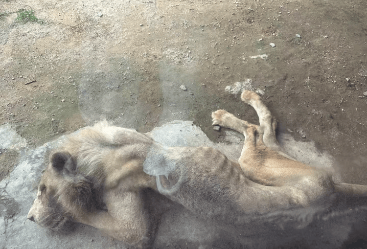 福州一野生动物世界有狮子骨瘦如柴？园方：它已有13岁“高龄”，生活作息进食均正常