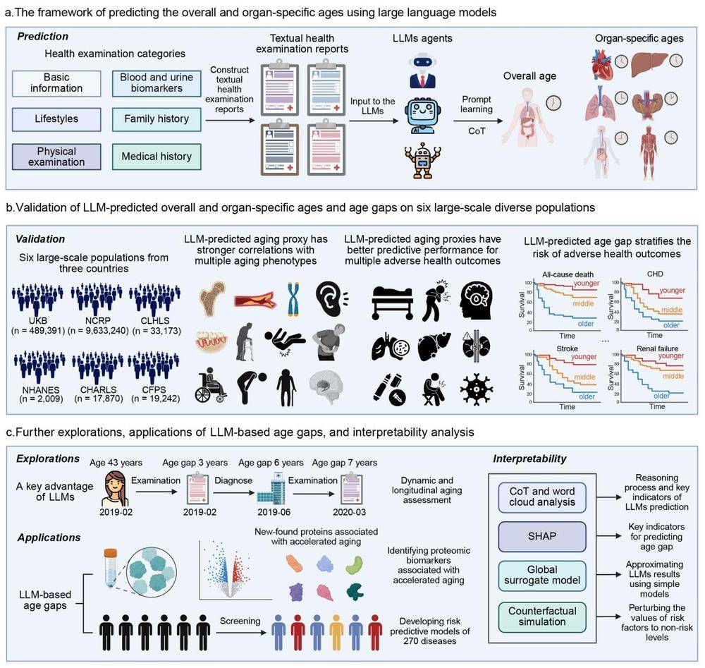 新疆维吾尔自治区人民医院杨毅宁教授团队联合清华大学团队首创AI“测龄”系统