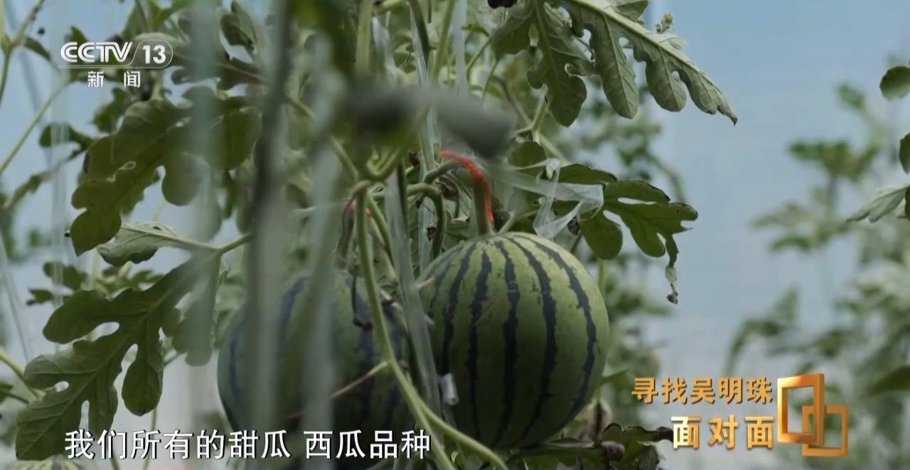 面对面丨中国人的吃瓜自由要感谢她<strong></p>
<p>盛大虚拟币</strong>！吴明珠说她的一生就是结几个好瓜献给人民