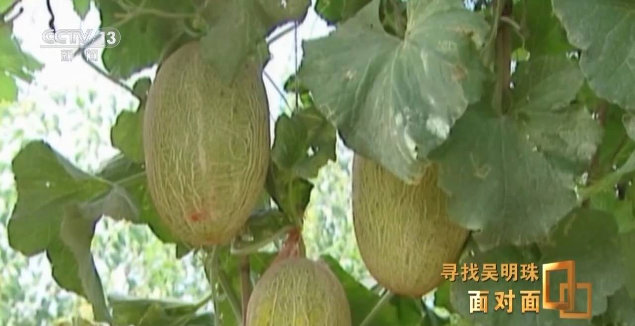 面对面丨中国人的吃瓜自由要感谢她<strong></p>
<p>盛大虚拟币</strong>！吴明珠说她的一生就是结几个好瓜献给人民