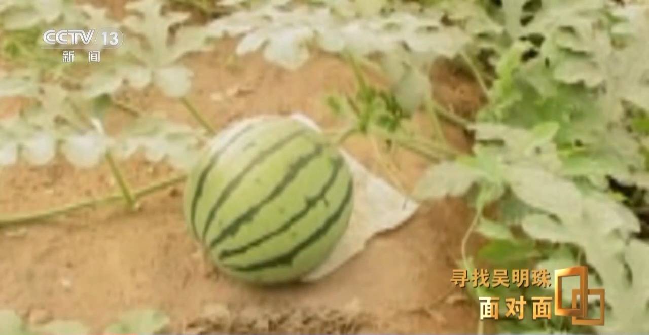 面对面丨中国人的吃瓜自由要感谢她<strong></p>
<p>盛大虚拟币</strong>！吴明珠说她的一生就是结几个好瓜献给人民