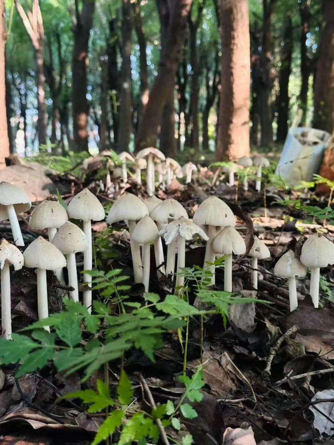 云南姑娘今年在杭州采了200斤鸡枞菌！专家提醒→