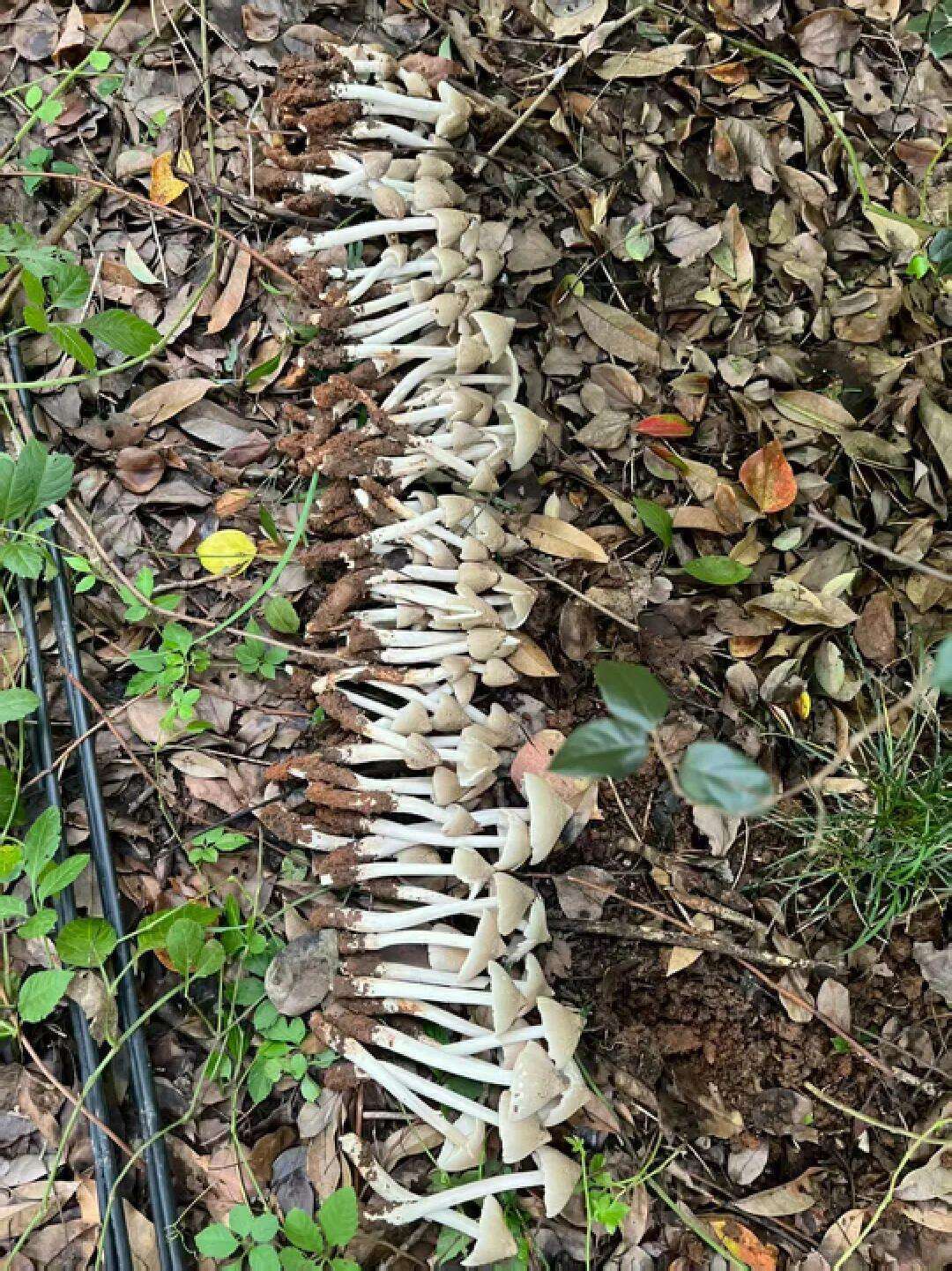 云南姑娘今年在杭州采了200斤鸡枞菌<strong></p>
<p>知音虚拟币</strong>！专家提醒→