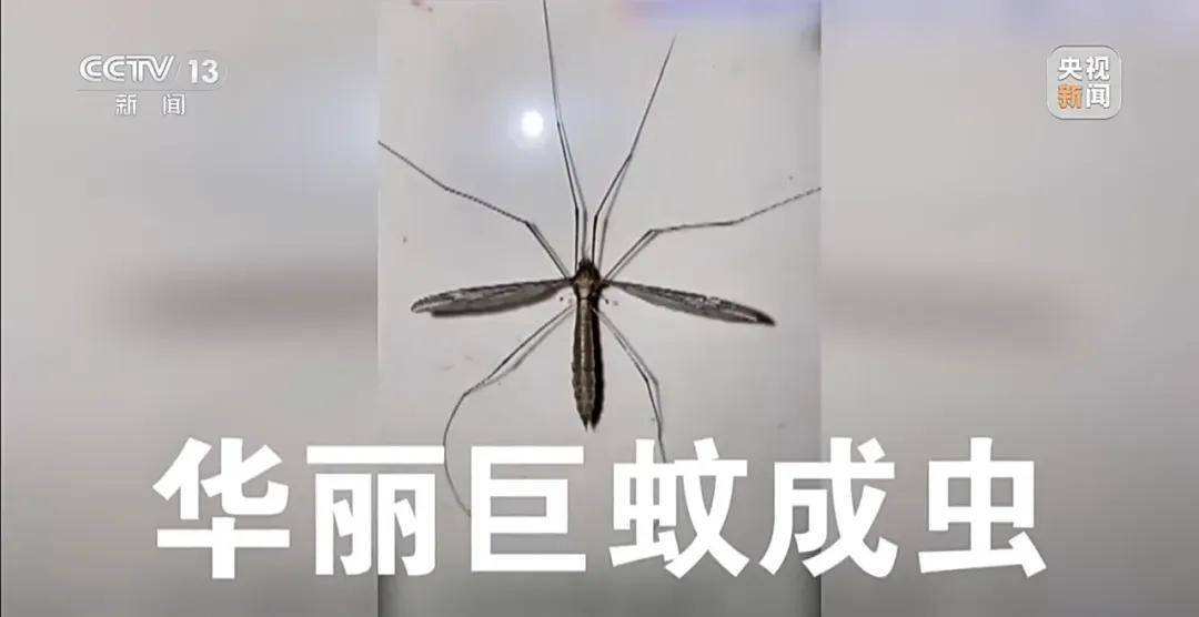 全民灭蚊总动员<strong></p>
<p>知音虚拟币</strong>，大广东给我们上了一课