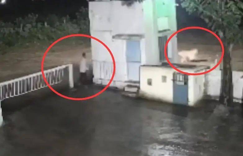 印度一男子后院与狮子相逢<strong></p>
<p>虚拟币案</strong>,双方都被吓懵,狮子扭身先逃