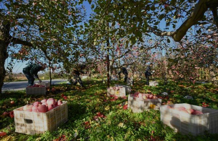 赵露思陷“假助农”风波后<strong></p>
<p>机刷虚拟币</strong>,陕西一村干部回应:确有企业进村收“冰雹果”,价格比正常果低