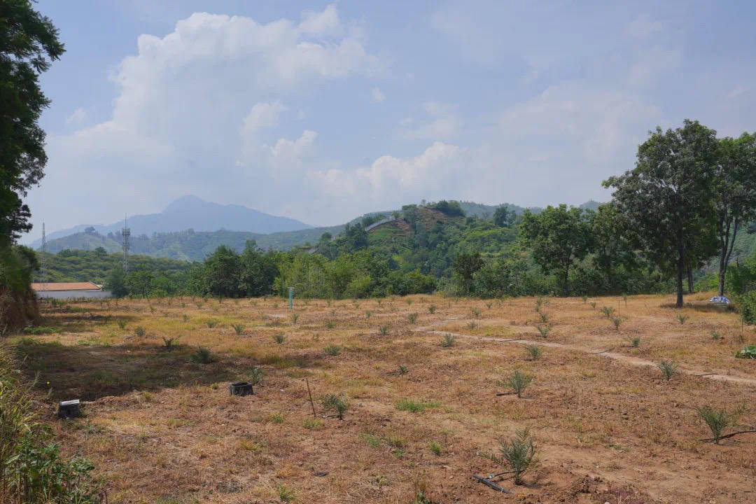 100%存活率！“沙漠面包”椰枣在四川攀枝花仁和区“定居”了